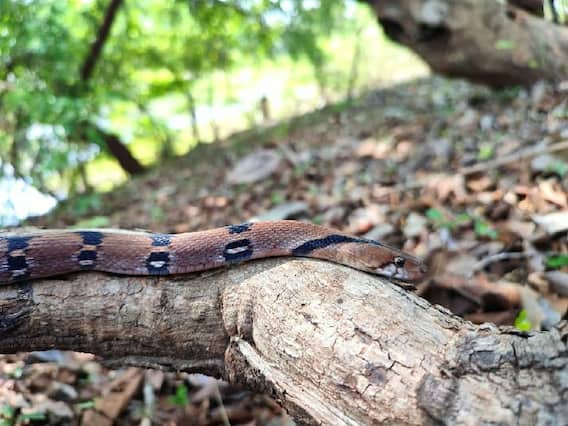 Bastar News: छत्तीसगढ़ में पहली बार दिखा दुर्लभ प्रजाति का सांप, शर्मीले सांपों की गिनती में है शामिल Bastar News: छत्तीसगढ़ में पहली बार दिखा दुर्लभ प्रजाति का सांप, शर्मीले सांपों की गिनती में है शामिल