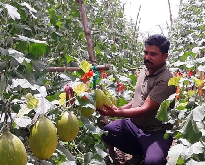 Gujarat Agriculture News: This farmer of Panchmahal done shakkar teti farming with mulching and earn good profit check in details Farmer’s Success Story: પંચમહાલના આ ખેડૂતે મલ્ચિંગ સાથે મંડપ પર કરી શક્કરટેટીની ખેતી, સરકારની વિવિધ યોજનાનો લાભ લઈ કરે છે મબલખ કમાણી