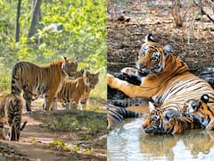 Jungle Safari In India: जंगल सफारी के हैं शौकीन, तो इन राज्यों के फेमस नेशनल पार्क की करें सैर