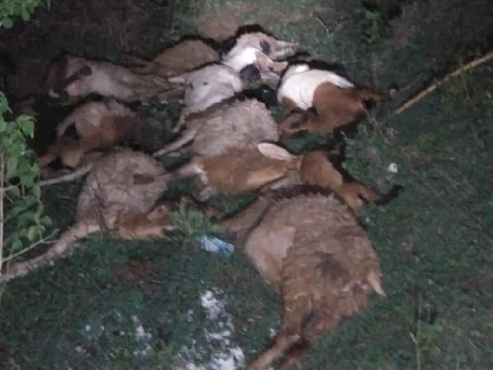 43 goats killed in lorry collision near Coimbatore கோவை: இரும்பு கம்பிகள் ஏற்றி வந்த லாரி மோதி விபத்து - 43 ஆடுகள் உயிரிழப்பு
