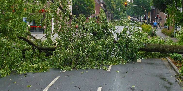 Asani Cyclone Trees uprooted, Power Cut,  Know Kolkata Police Helpline Asani Cyclone : এলাকায় গাছ উপড়ে গিয়েছে? বিদ্যুত্‍ বিচ্ছিন্ন? দুর্যোগে সমস্যায় পড়লে কোথায় ফোন করবেন