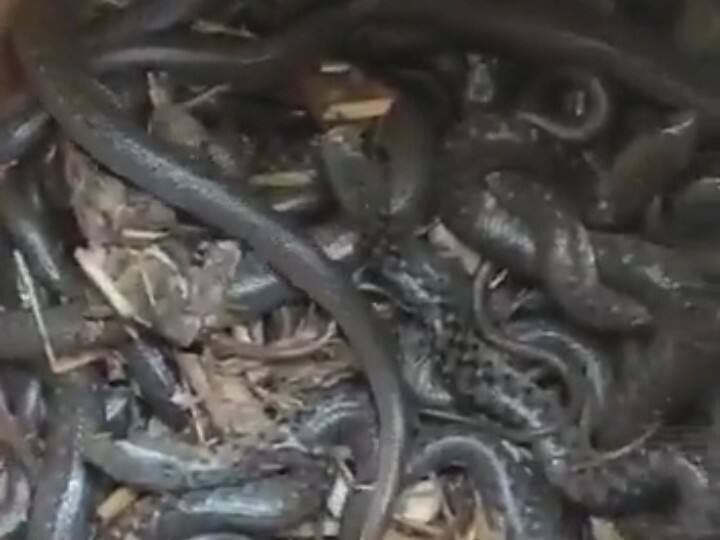 Ambedkar Nagar Hundreds of snakes found in earthen pot in house, forest department statement up ann Ambedkar Nagar: घर में रखे मिट्टी के बर्तन में मिले सैकड़ों सांप, गांव में मचा हड़कंप