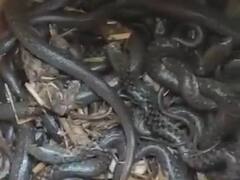 Ambedkar Nagar: घर में रखे मिट्टी के बर्तन में मिले सैकड़ों सांप, गांव में मचा हड़कंप