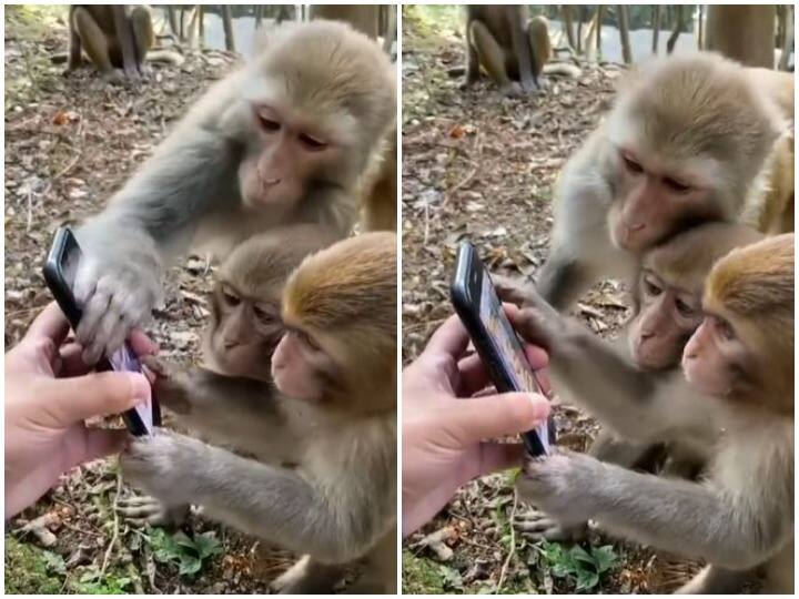 Monkeys were surprised to see mobile then something like this happened viral video Viral Video: मोबाइल देखकर हैरान रह गए बंदर, फिर हुआ कुछ ऐसा