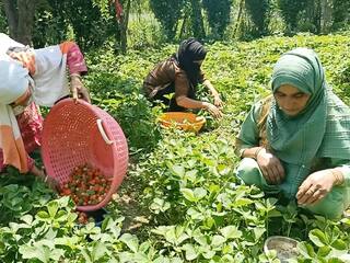 ਕੋਰੋਨਾ ਦੀ ਮਾਰ ਤੋਂ ਬਾਅਦ ਸਟ੍ਰਾਬੇਰੀ ਬਣੇਗੀ ਕਿਸਾਨਾਂ ਲਈ ਲਾਹੇਵੰਦ ਸੌਦਾ, ਅਗੇਤੀ ਵਾਢੀ ਨਾਲ ਖਿੜੇ ਕਿਸਾਨਾਂ ਦੇ ਚਿਹਰੇ