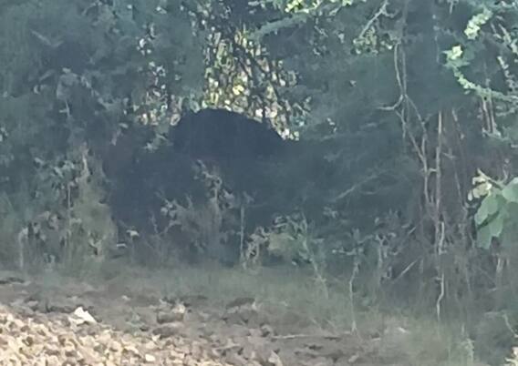 હિંમતનગરમાં દેખા દેતા વન વિભાગે પાંજરે પુરવાની હાથ ધરી કવાયત, જુઓ વીડિયો