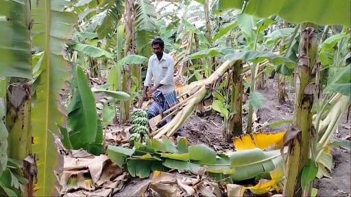 60 lakh worth of banana trees damaged due to heavy rains in pappireddipatti dharmapuri தர்மபுரி : பாப்பிரெட்டிப்பட்டியில் அடித்துப்பெய்த மழை..  60 லட்சம் ரூபாய் மதிப்பிலான வாழை மரங்கள் சேதம்