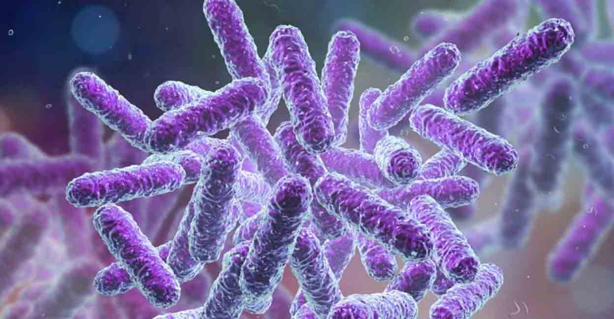 Shigella : கேரளா ஷவர்மா விவகாரம்.. ஷவர்மாவில் இருந்த ஷிஜெல்லா பாக்டீரியா.. தடுப்பது எப்படி?