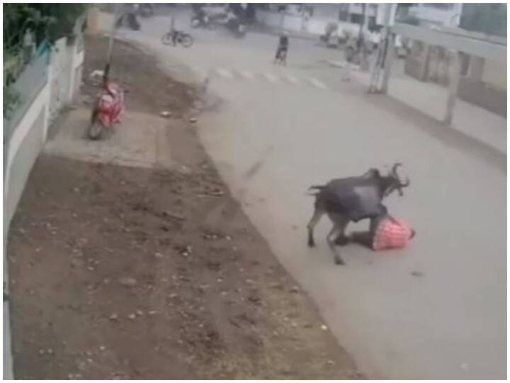 bull attack on man video viral on social media Viral Video: दरवाजे से बाहर निकलते ही शख्स पर सांड ने किया हमला, दूर तक घसीटा
