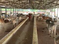 Jalaun Cow Safari: 'लायन सफारी' की तरह अब जालौन में ले सकेंगे 'काऊ सफारी' का मजा, जानें- क्या है पूरा प्लान