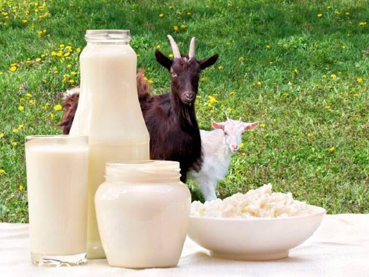 Here’s what Ayurveda says about consuming goat milk ஆட்டுப்பால் குடிக்கலாமா? எதற்கெல்லாம் நல்லது? என்ன சொல்கிறது ஆயுர்வேதம்
