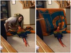 Watch: महिला ने अपने पालतू तोते को दिखाया जादू, गायब होने के डर से भागता नजर आया पक्षी