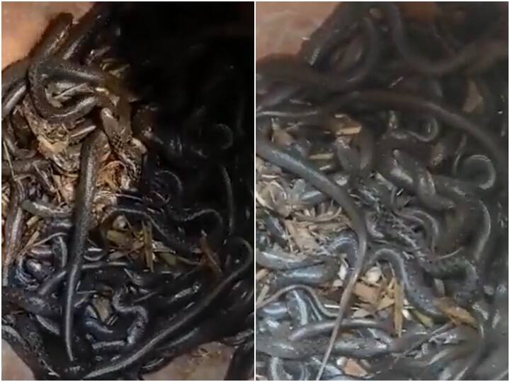 Viral News Uttar Pradesh Man finds more than 90 cobras in a pot kept inside his house Viral News: మట్టి కుండలో 90 కోబ్రాలు- ధైర్యముంటే వీడియో చూడండి!