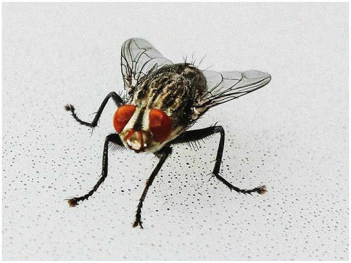 Kitchen Hacks: गर्मी में मक्खियों से हैं परेशान, तो करें ये उपाय