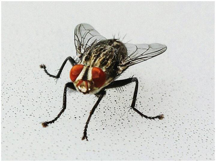 Kitchen Hacks: गर्मी में मक्खियों से हैं परेशान, तो करें ये उपाय Kitchen Hacks Home Remedies To Remove Flies How To Get Rid Of Flies Kitchen Hacks: गर्मी में मक्खियों से हैं परेशान, तो करें ये उपाय