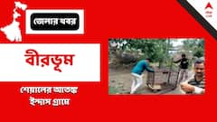 Birbhum News: শেয়ালের আতঙ্কে তটস্থ বীরভূমের লাভপুরের ইন্দাস গ্রাম