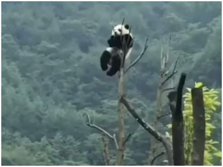 Sitting on the top of the tree the panda was seen chilling was having fun Viral Video: पेड़ के सबसे ऊपर बैठकर चिल करता दिखा पांडा, ले रहा था मजे