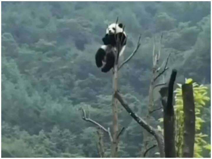 Viral Video: पेड़ के सबसे ऊपर बैठकर चिल करता दिखा पांडा, ले रहा था मजे Sitting on the top of the tree the panda was seen chilling was having fun Viral Video: पेड़ के सबसे ऊपर बैठकर चिल करता दिखा पांडा, ले रहा था मजे