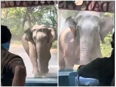 Watch: जंगल में बस के पीछे पड़ा गुस्सैल हाथी, ड्राइवर ने सूझबूझ से बचाई सबकी जान