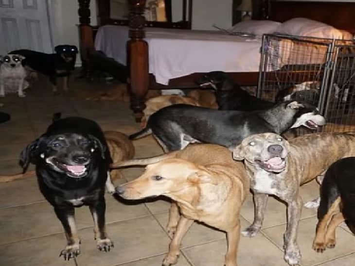 Parents keep 11-year-old boy 'confined' with 22 stray dogs in Pune apartment, parents arrested 22 ਕੁੱਤਿਆਂ ਨਾਲ 2 ਸਾਲ ਤੱਕ ਕੈਦ ਰਿਹਾ ਮਾਸੂਮ ,ਕਰਨ ਲੱਗਿਆ ਕੁੱਤਿਆਂ ਵਰਗੀਆਂ ਹਰਕਤਾਂ, ਮਾਂ-ਬਾਪ ਗ੍ਰਿਫਤਾਰ