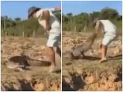 Watch: आराम फरमा रहे मगरमच्छ को छेड़ना पड़ा भारी, खूंखार जानवर ने यूं सिखाया सबक