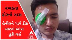 વડોદરાઃ હેનીલને ગાયે ઢીક મારતાં આંખ ફુટી ગઈ, જુઓ વીડિયો