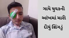 વડોદરામાં રખડતા ઢોરનો આતંક, એક ગાયે યુવકની આંખમાં મારી દીધું શિંગડું