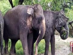 UP NEWS: यूपी के दुधवा और पीलीभीत वन क्षेत्र में बनेगा नया हाथी रिजर्व, इंसानों हाथियों के बीच संघर्ष होगा कम, समय पर मिलेगा मुआवजा