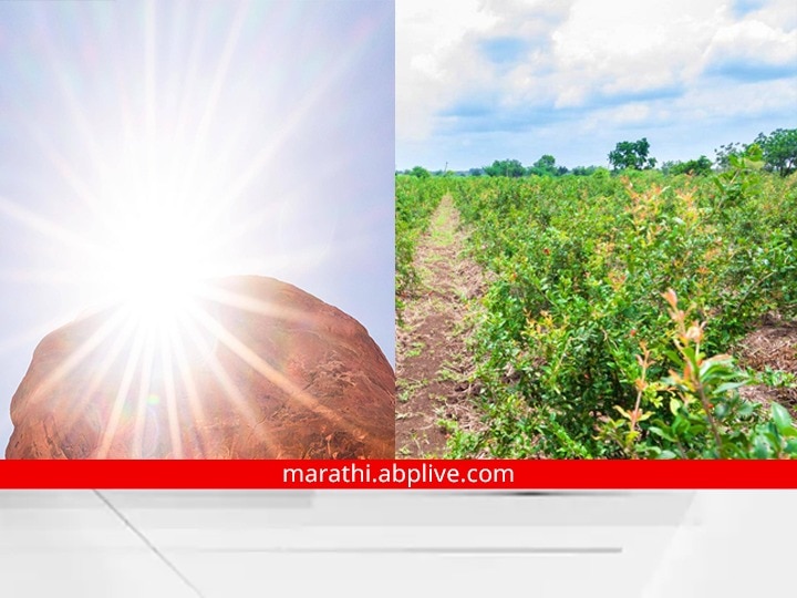 Effect of Rising Temperatures on crops : वाढत्या तापमानाचा शेती पिकांवर परिणाम, पावसाप्रमाणं उष्णतेचा अंदाज वर्तवण्याची शेतकऱ्यांची मागणी