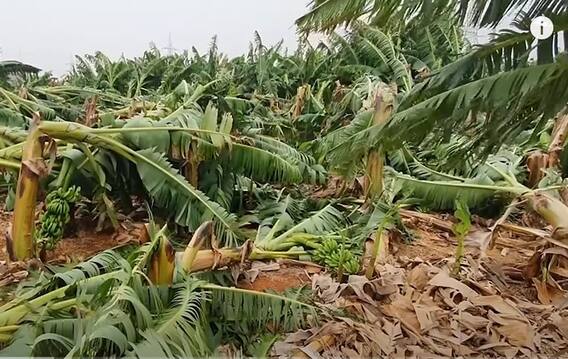 Asani Cyclone Destroyed Banana Farmers:నేలకు ఒరిగి కనిపిస్తున్న అనంతపురం అరటి తోటలు|ABP Desam