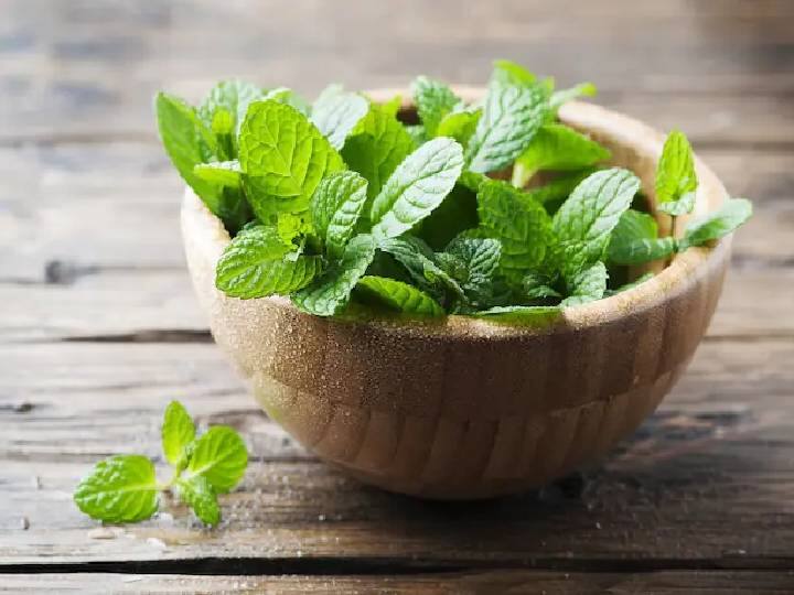 पुदिना : पित्त झाल्यास आपण अनेकदा बाजारातून औषध विकत घेतो. या सगळ्याच औषधात पुदिना असतो. अर्थात पुदिना हा पित्तावरचा प्रभावी उपाय आहे. यासाठी पुदिना पाण्यात उकळवून त्याचे पाणी प्यावे.