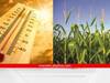 Effect of Rising Temperatures on crops : वाढत्या तापमानाचा शेती पिकांवर परिणाम, पावसाप्रमाणं उष्णतेचा अंदाज वर्तवण्याची शेतकऱ्यांची मागणी