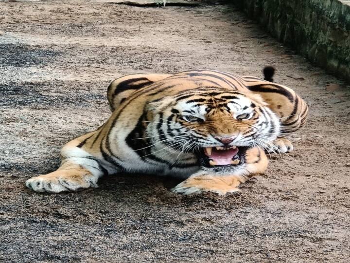 MP News: भोपाल के चिड़ियाघर से आई एक और बुरी खबर, पिंकी के बाद अब हुई मचमची बाघिन की मौत MP News 11 year old tigress died in Bhopal Zoo despair prevails in Van Vihar ann MP News: भोपाल के चिड़ियाघर से आई एक और बुरी खबर, पिंकी के बाद अब हुई मचमची बाघिन की मौत