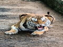 MP News: भोपाल के चिड़ियाघर से आई एक और बुरी खबर, पिंकी के बाद अब हुई मचमची बाघिन की मौत