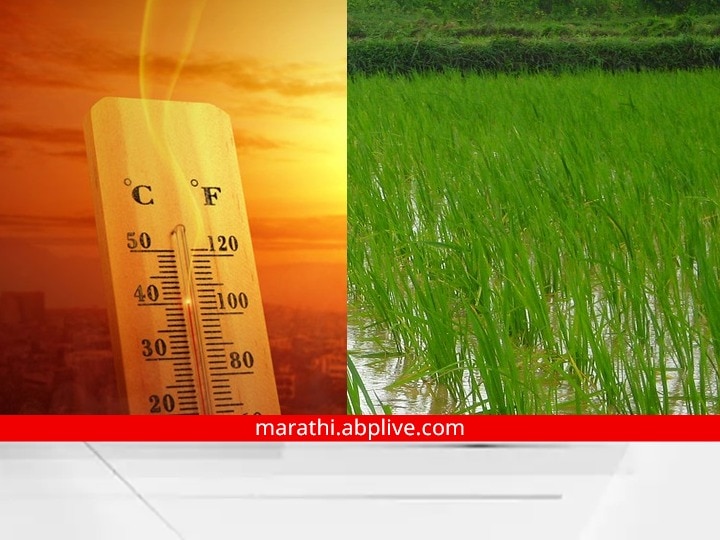 Effect of Rising Temperatures on crops : वाढत्या तापमानाचा शेती पिकांवर परिणाम, पावसाप्रमाणं उष्णतेचा अंदाज वर्तवण्याची शेतकऱ्यांची मागणी