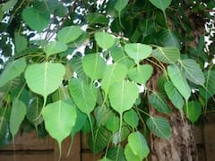 Peepal Purnima पर एक लोटे जल से दूर होंगे ग्रह दोष, पितृ होंगे प्रसन्न, जानें शुभ मुहूर्त