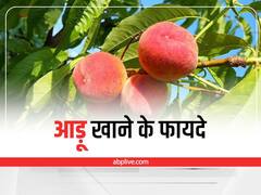 Immunity Boost: गर्मी में रोगप्रतिरोधत क्षमता बढ़ाने के लिए खाएं आड़ू, जानिए आड़ू खाने के फायदे