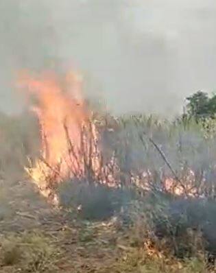 बीडमध्ये संतप्त शेतकऱ्याने पेटवला ऊस