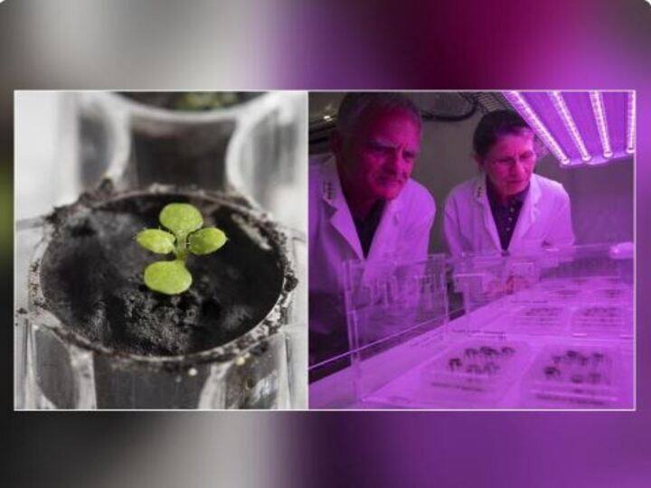 Farming on Moon is possible Scientists grow plants in lunar soil Moon: நிலவில் எடுக்கப்பட்ட மண்ணில் முளைக்கும் செடி! நாசா விஞ்ஞானிகளே ஆச்சரியப்படும் ஆய்வு!