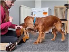 Watch: गिटार बजाते नजर आया म्युजिक का दीवाना डॉग, दिल जीत लेगा वीडियो