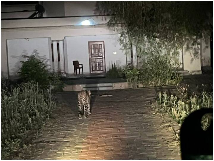 Leopard photo in front of guest house in Katarniaghat Wildlife Sanctuary in UP goes viral
