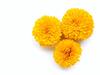 Marigold flower for Hair : बेजान बालों पर लगाएं गेंदे का फूल, इन परेशानियों में तुरंत मिलेगा छुटकारा