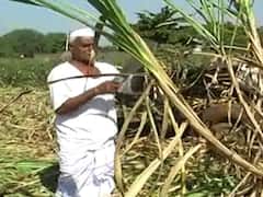 Muzaffarnagar: गन्ना किसानों के लिए सिरदर्द बना टॉप बोरर कीट का हमला, जानिए- इसे कंट्रोल करने के लिए विशेषज्ञों की राय