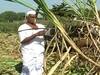 Muzaffarnagar: गन्ना किसानों के लिए सिरदर्द बना टॉप बोरर कीट का हमला, जानिए- इसे कंट्रोल करने के लिए विशेषज्ञों की राय