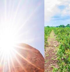 Photo: वाढत्या तापमानाचा शेती पिकांवर परिणाम