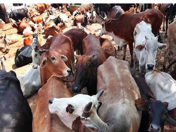 23 breeds of indigenous cattle saw fall in numbers in 2012-19: Report Indigenous Cattle : 23 வகையான நாட்டு இன பசுக்களுக்கு இந்த நிலைமையா? : ஓர் எச்சரிக்கை ரிப்போர்ட்..