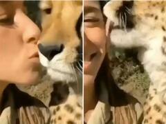 Viral Video : ਕੁੜੀ ਨੇ ਚੀਤੇ ਨੂੰ ਕੀਤਾ ਕਿੱਸ, ਫਿਰ ਚੀਤੇ ਨੇ ਕੁੜੀ ਦੀ ਗੱਲ੍ਹ 'ਤੇ ਕੀਤਾ ਅਜਿਹਾ ਕੁਝ