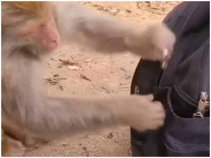 A monkey seen searching the bag like humans Watch: इंसानों की तरह बैग की तलाशी लेता दिखाई दिया बंदर, सेब लेकर हुआ फरार