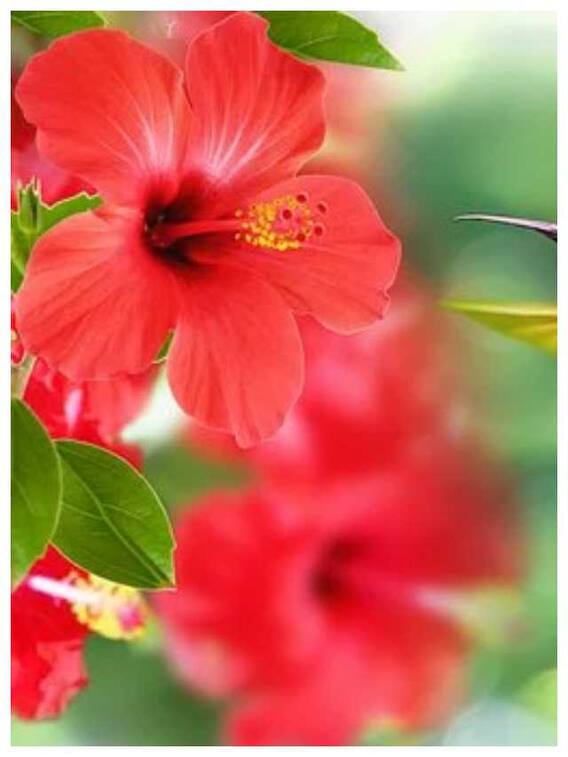 स्किन और बालों के लिए रामबाण है गुड़हल का फूल, इन समस्याओं को कर सकता है दूर