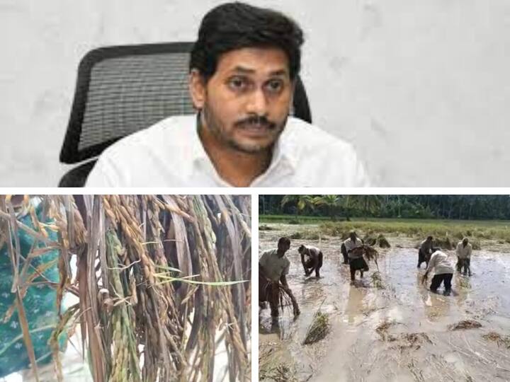 Coastal Farmers Happy On YSRCP Government Decision Farmers On Jagan: ప్రభుత్వ తీసుకున్న ఆ నిర్ణయంపై కోస్తా రైతులు హర్షం- త్వరగా అమలు చేయాలంటూ విజ్ఞప్తి